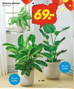 Bilka Grønne planter tilbud