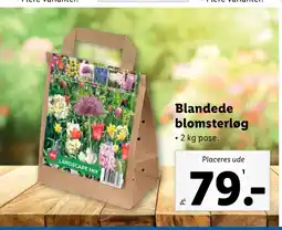 Lidl Blandede blomsterløg tilbud