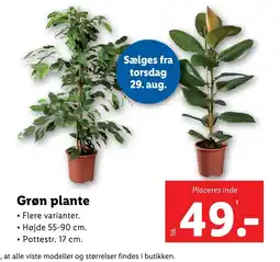 Lidl Grøn plante tilbud