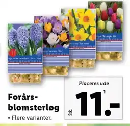 Lidl Forårs- blomsterløg tilbud