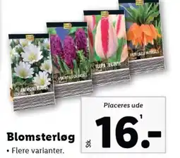 Lidl Blomsterløg tilbud