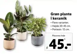 Lidl Grøn plante i keramik tilbud