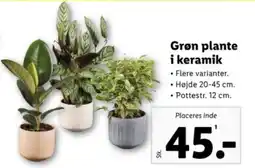 Lidl Grøn Plante i Keramik tilbud