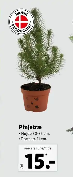 Pinjetræ