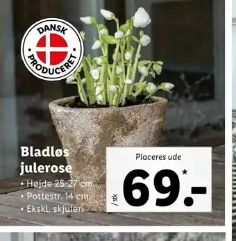 Let-Køb Bladløs julerose tilbud