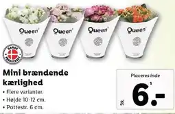 Lidl Mini brændende kærlighed tilbud