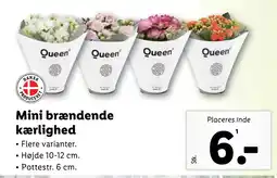 Lidl Mini brændende kærlighed tilbud
