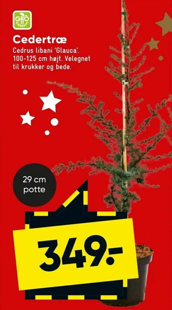 Bilka Cedertræ tilbud