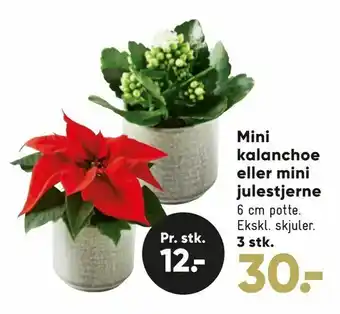 Bilka Mini kalanchoe eller mini julestjerne tilbud