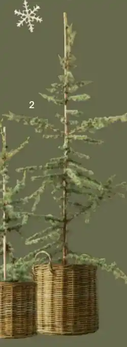 Bilka Cedertræ Cedrus libani glauca tilbud