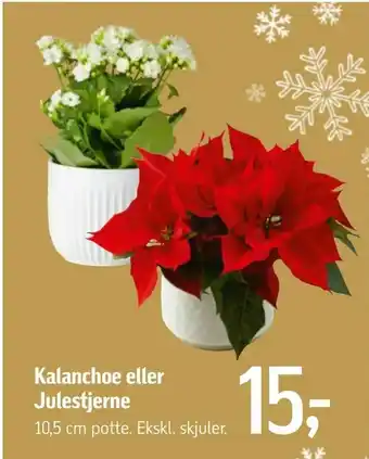 Føtex Kalanchoe eller Julestjerne tilbud