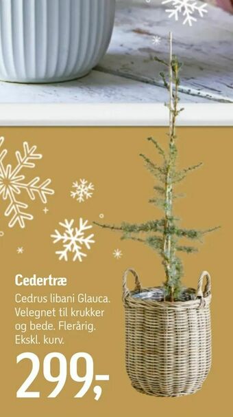 Cedertræ
