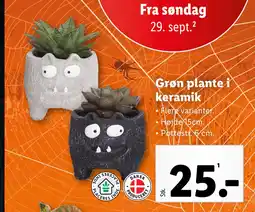 Lidl Grøn plante i keramik tilbud