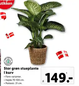 Lidl Stor grøn stueplante i kurv tilbud