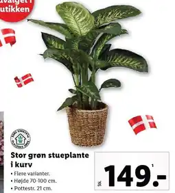 Lidl Stor grøn stueplante i kurv tilbud