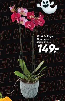 Bilka Orkide 2-gr tilbud