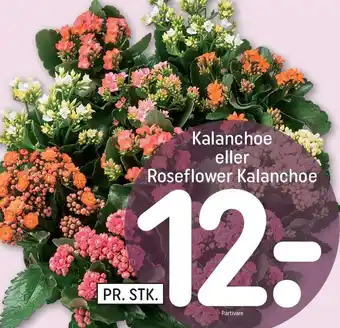 REMA 1000 Kalanchoe eller Roseflower Kalanchoe tilbud