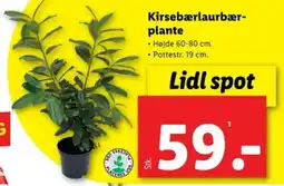Kirsebærlaurbær- plante