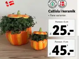 Lidl Callisia i keramik tilbud