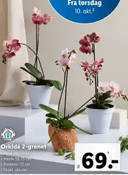 Lidl Orkidé 2-grenet tilbud