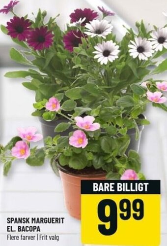 Løvbjerg Spansk Marguerit El. Bacopa tilbud