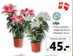 Lidl Lilje tilbud