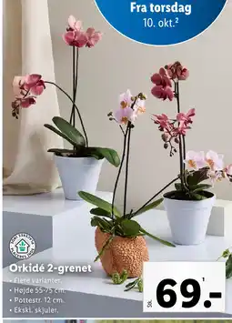 Lidl Orkidé 2-grenet tilbud