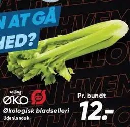 Bilka Økologisk bladselleri tilbud