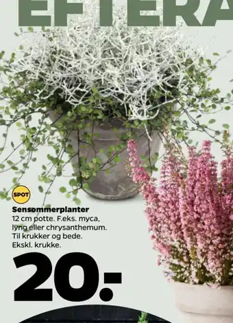 Netto Sensommerplanter tilbud
