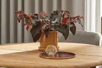 Ilva Kolka urtepotteskjuler tilbud
