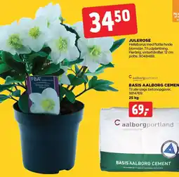 Julerose