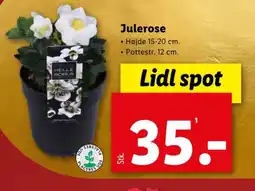 Lidl Julerose tilbud