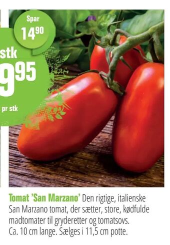 Tomat 'San Marzano'