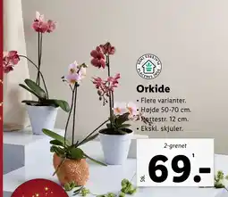 Lidl Orkide tilbud