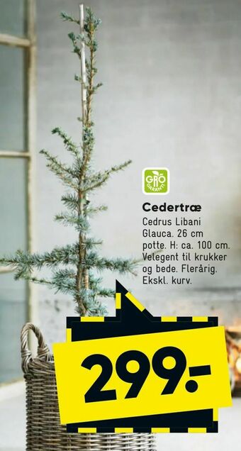 Cedertræ