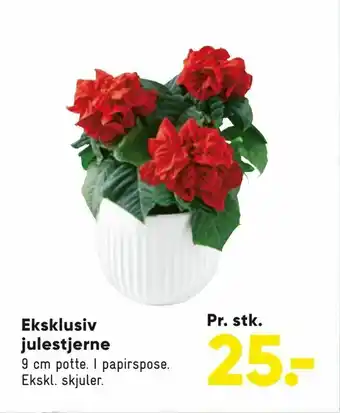 Eksklusiv julestjerne