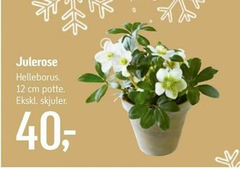 Julerose