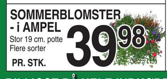 Sommerblomster - i ampel