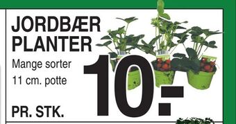 Jordbær planter