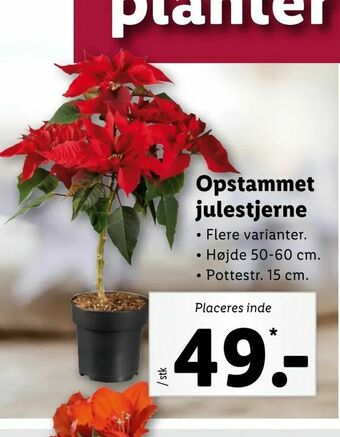 Let-Køb Opstammet julestjerne tilbud