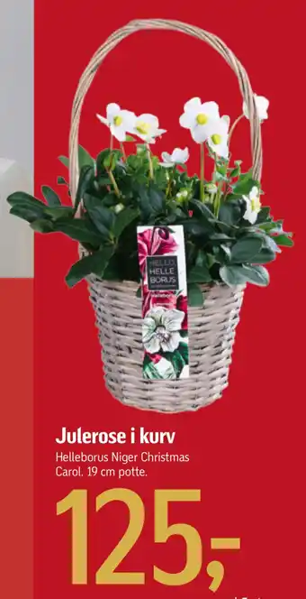 Føtex Julerose i kurv tilbud