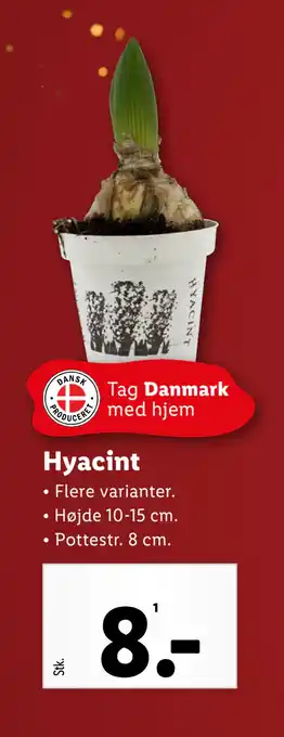 Lidl Hyacint tilbud