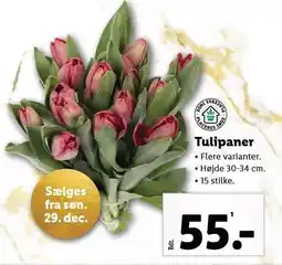 Lidl Tulipaner tilbud