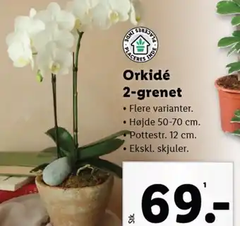 Lidl Orkidé 2-grenet tilbud