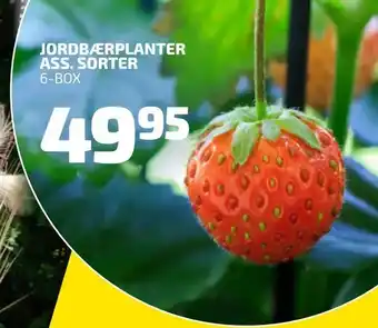 Jordbærplanter ass. sorter
