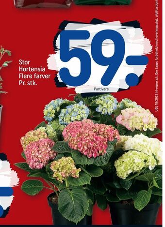 REMA 1000 Stor Hortensia tilbud