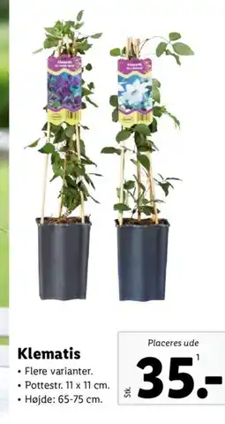 Lidl Klematis tilbud