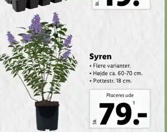 Lidl Syren tilbud