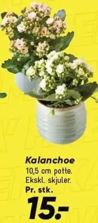 Kalanchoe