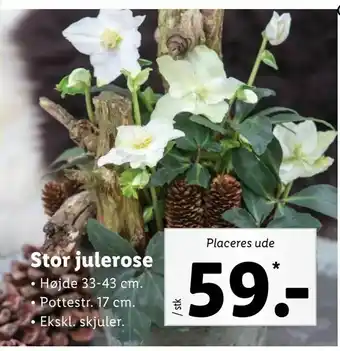 Let-Køb Stor julerose tilbud